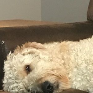 Meet your Posher, Justin